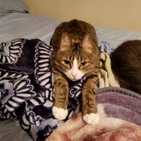 Ginny Lussier's profile image