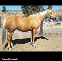 Susie Robatcek's profile image