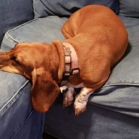 Nicholli Francisco's profile image