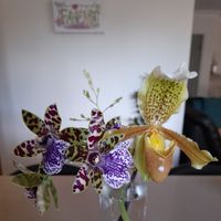 Tan Nguyen's profile image