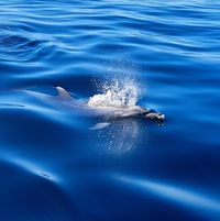 Jenny Goulding's profile image