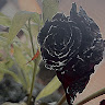 cierra b.'s profile image