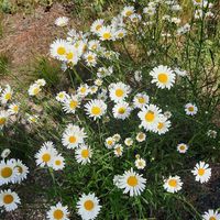 Linda Sommer's profile image