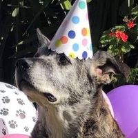 Dean Garland's profile image