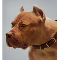 Scott D Vault's profile image
