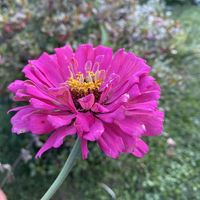Nanci Marg Capoferri's profile image