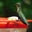 Donna Quattrone Crickmore's profile image