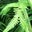 Mary McElwee's profile image