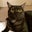 Greg Gibson's profile image