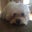Dinda Dahlstrom's profile image