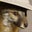 Ranger Fox's profile image