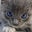 Christine Bender's profile image