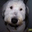 Andrew Zaleznak's profile image