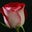 Jennifer Haas's profile image