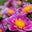 Lola Juarez's profile image