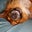 Barbara Landis's profile image