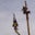 Shena Camese's profile image
