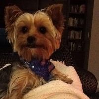 Pam Watkins Adams's profile image