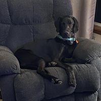Phyllis Peddycord's profile image