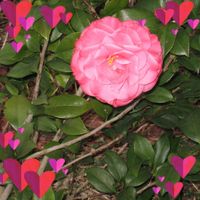 Diana Kennedy's profile image