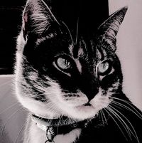 Steve Miller's profile image