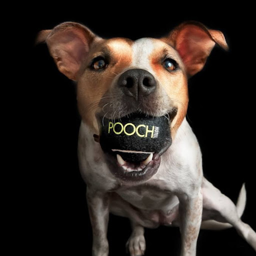 2. Pooch Hotel Newton