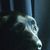 Kim Flippen's profile image