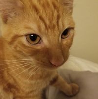 Elizabeth Honce's profile image