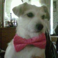 Dennis Shibley's profile image