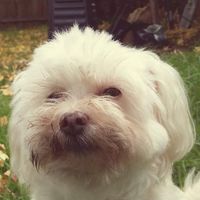 Coll Pummeroy's profile image