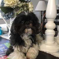 Doris Elaine DePriest's profile image