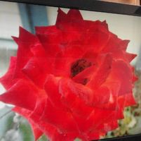 Louise Clevenger's profile image