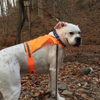 Denise Cassidy-Dietsch's profile image