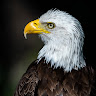 Quiroz's profile image