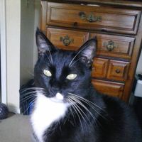 Don Nordone's profile image
