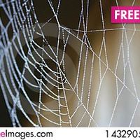 Cindy Webb Kaminski's profile image