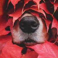 Lisa Holmes's profile image