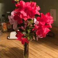 Anastasha Carlotte's profile image