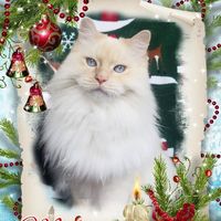 Susanne Büchel Macanka's profile image