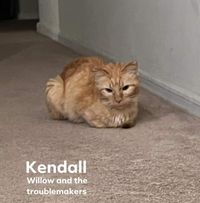 Kittie Page's profile image