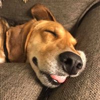 Corey Barnes's profile image