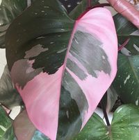 Philodendron USA BST's profile image