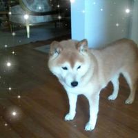 Chris Santini's profile image