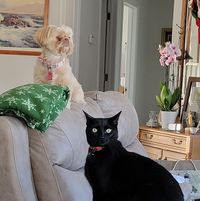Linda Proctor Vendittelli's profile image