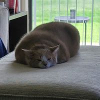 Colleen Bray's profile image