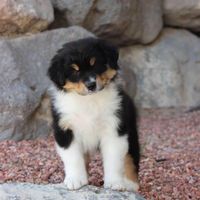 Annette Busheff Cyboron's profile image