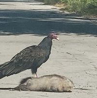 Jay Founder Moskow's profile image