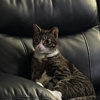 Dan Demarah's profile image