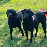 Kim WilliamsJarsombeck-Spindler's profile image