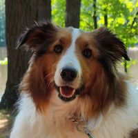 Tom Halseth's profile image